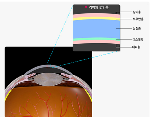 각막의 해부학적 구조. /자료=국가건강정보포털