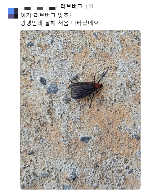 SNS 스레드에는 지난 15일 경기도 광명시에서 '러브버그'를 목격했다는 글이 올라왔다. /사진=스레드 캡처
