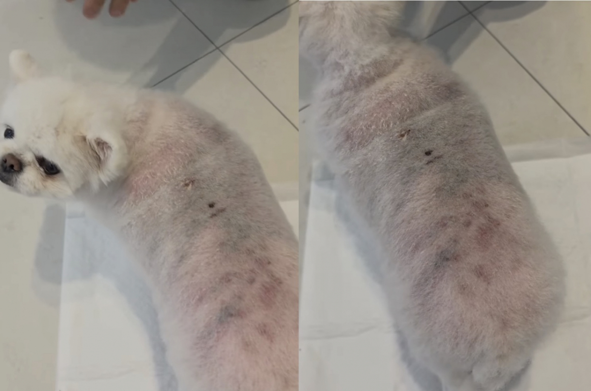 광주에서 40대 남성 A씨에게 학대 당한 소형견의 모습. 등에는 멍투성이 속살이 드러나 있다./사진=라이프 제공