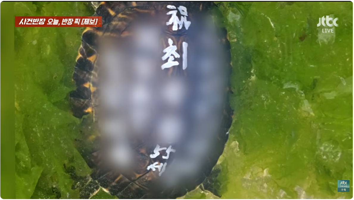 한 50대 남성이 살아있는 거북이 등에 페인트로 소원을 적은 후 방류한 사실이 적발됐다. /사진=사건반장 캡처