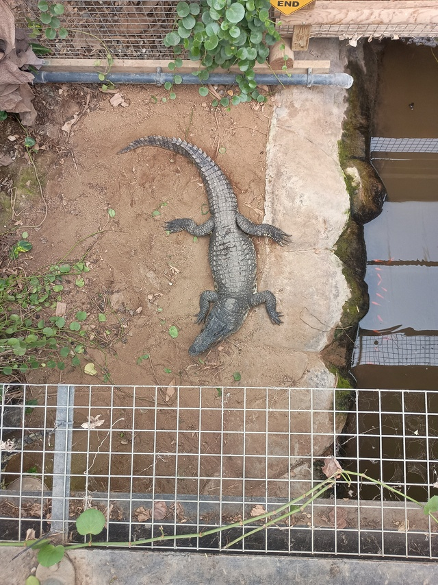 영국 한 동물원에서 3세 남자아이가 악어 우리 안으로 던져져 중상을 입는 사건이 발생했다. 사진은 사고가 발생한 존슨스 오브 올드 허스트 동물원 내 악어 우리./로이터=뉴스1