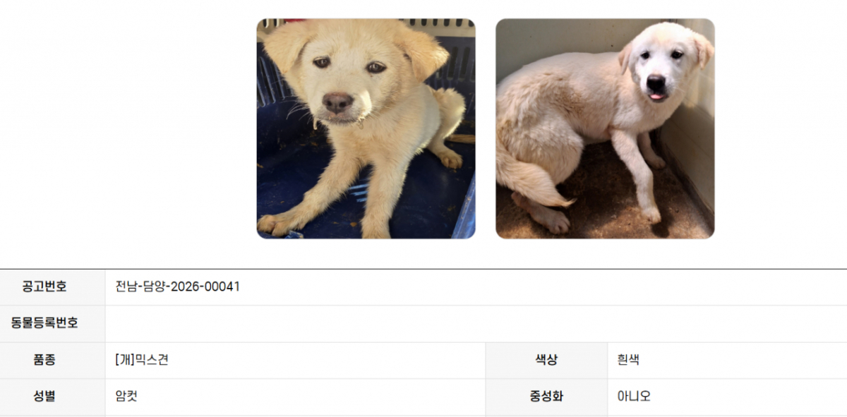 뽀심이가 처음 구조됐을 당시 사진과 데려갈 이를 찾는 공고. 정말 많은 유기동물들이 올라왔다가 다시 사라진다./사진=터미널쉼터