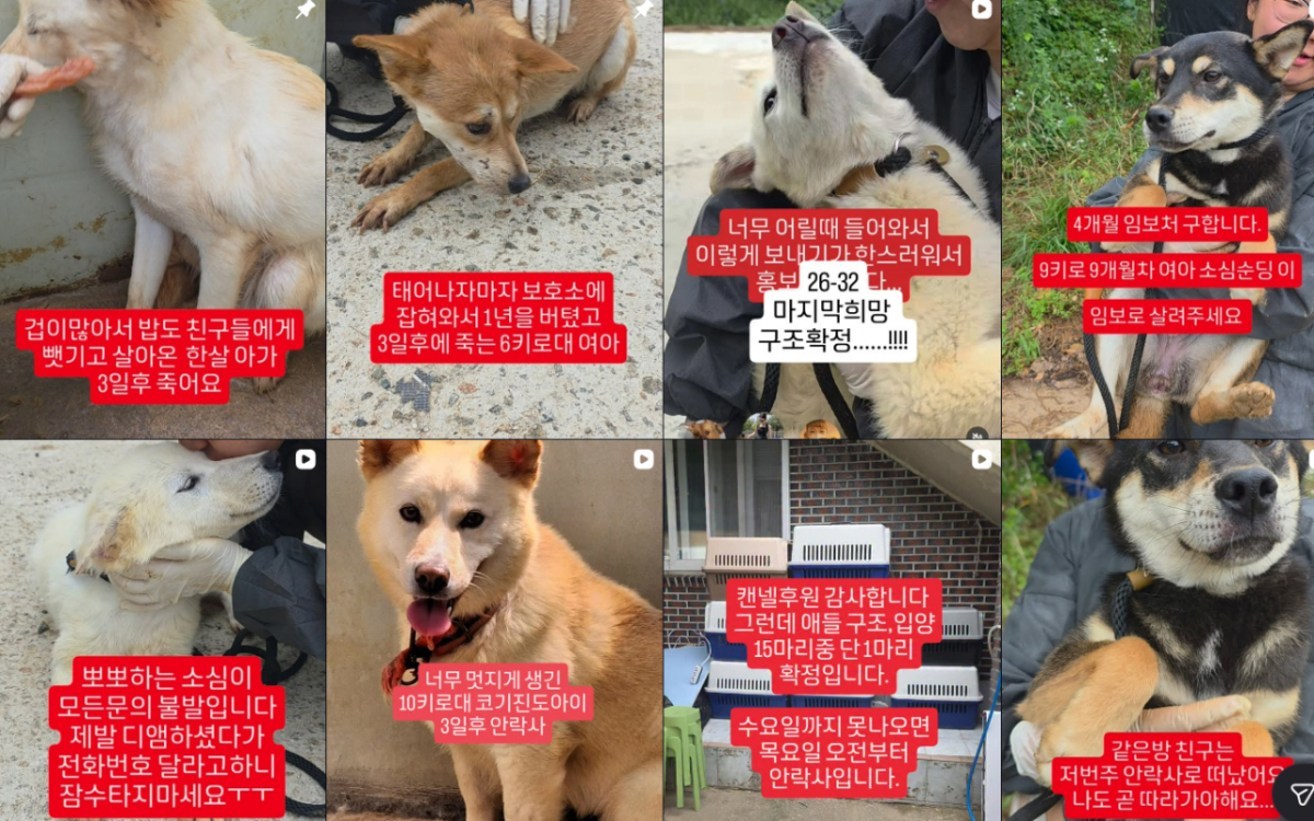 안락사를 앞둔 유기동물들./사진=터미널쉼터 인스타그램