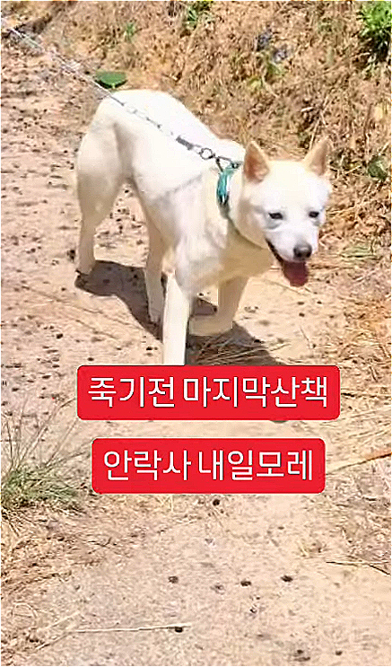 죽기 전 마지막 산책을 하는 거라며 올라온 유기견 사진. 다행히 맞아줄 가족을 찾았다./사진=터미널쉼터