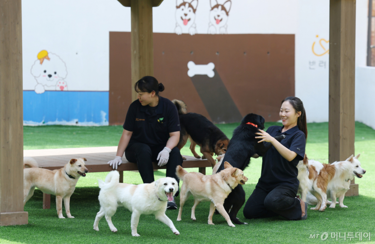 (여주=뉴스1) 김영운 기자 = 국제 강아지의 날인 23일 경기 여주시 반려마루 여주에서 보호동물들이 직원들과 즐거운 시간을 보내고 있다. 국제 강아지의 날은 매년 3월 23일로 2006년 미국 반려동물학자 콜린 페이지가 모든 강아지를 차별 없이 보호하고 유기견 입양 문화를 확산하기 위해 제안한 기념일이다. 2026.3.23/뉴스1 Copyright © 뉴스1. All rights reserved. 무단 전재 및 재배포, AI학습 이용 금지. /사진=(여주=뉴스1) 김영운 기자