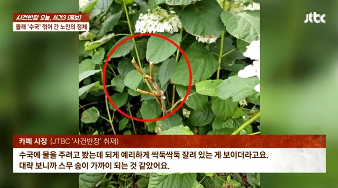 카페 테라스에서 수국을 꺾어 간 노인이 며칠 후 다시 찾아와 꽃을 사 달라고 요구했다는 사연이 전해졌다. /사진=JTBC '사건반장' 캡처