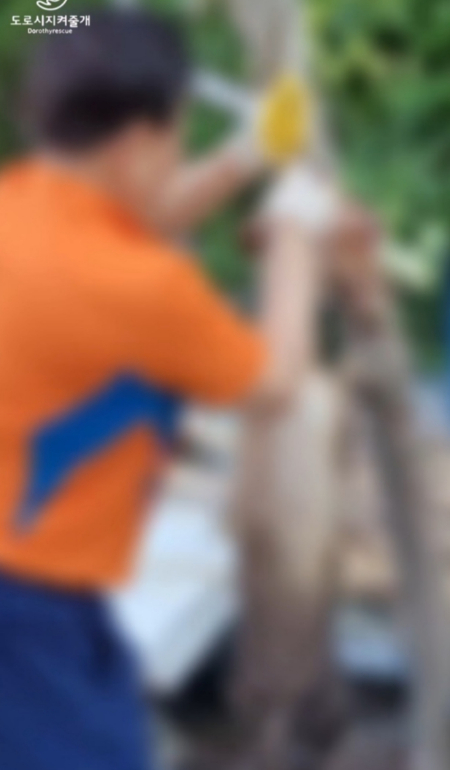 청주 가정집에서 자행된 불법 도살. 가해자인 남성이 축 늘어져 죽은 개를 매단 끈을 풀고 있다./사진=도로시지켜줄개 인스타그램(@dorothyrescue)
