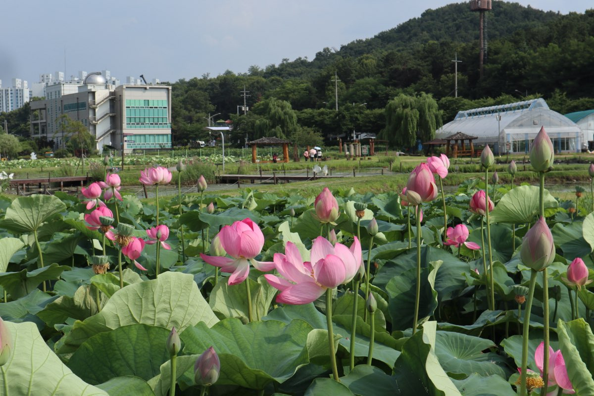 연꽃테마파크에 개화를 시작한 연꽃 모습./사진제공=시흥시