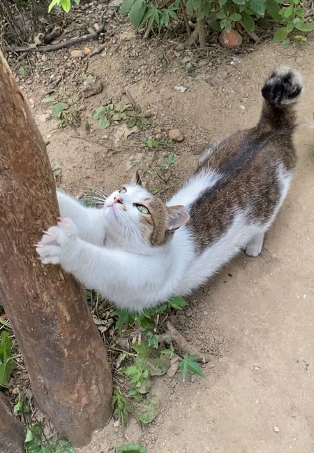 고양이 엄마가 챙겨주는 밥을 먹으러 다가온 서울 양천구 한 아파트의 동네 고양이. 밥 시간이면 어김없이 모인다고 했다. 함께 살아가는 존재들./사진= 남형도 기자
