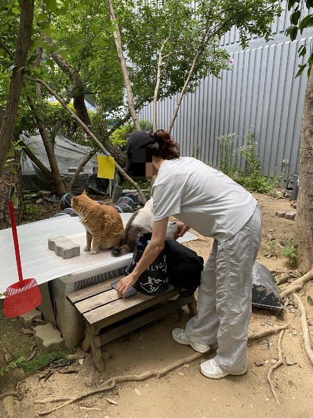 고양이 엄마 박지은씨(가명)가 동네 고양이 밥을 챙기고 있다. 비가 곧 떨어질 것처럼 흐린 날이었다./사진=남형도 기자