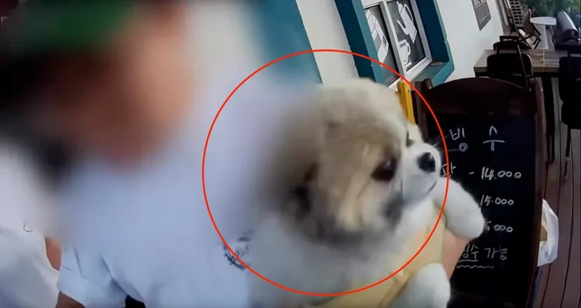 경기 파주시 한 카페에서 목줄을 하지 않은 개가 40대 배달원에게 달려든 일이 발생했다. 배달원은 견주인 사장에게 항의했지만, 사장은 오히려 "우리 개는 물지 않는다"며 욕설을 쏟아냈다. /사진=JTBC '사건반장'