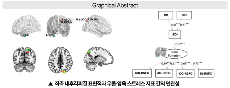 좌측 내후각피질 표면적과 우울, 양육 스트레스 지표 간 연관성을 나타낸 그림 /사진=한국뇌연구원