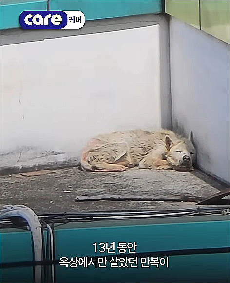 뜨거운 볕도, 차가운 비와 눈도, 그 무엇 하나도 피할 수 없던 만땅이의 삶. 그의 세상은 건물 옥상이 전부였다. 무려 13년간이나 그랬다./사진=동물권단체 케어(@care_korea_official)
