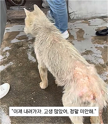 제보자가 알렸고 동물권단체 케어 활동가들이 만땅이를 마침내 옥상에서 구조하게 됐다./사진=동물권단체 케어(@care_korea_official)