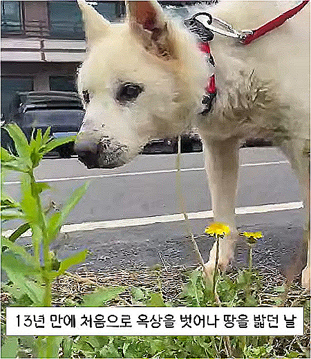 늘 있던 건물 옥상 콘크리트가 아닌, 푹신한 흙을 밟아보는 만땅이./사진=동물권단체 케어(@care_korea_official)