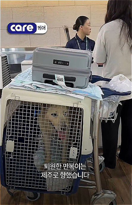 이름도 새로이 지어주었다. 만복이라고./사진=동물권단체 케어(@care_korea_official)