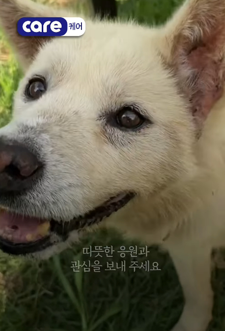평온을 찾은 만복이의 모습. 그리 대해도 좋은 동물은 없다고./사진=동물권단체 케어(@care_korea_official)