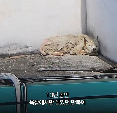 뜨거운 볕도, 차가운 비와 눈도, 그 무엇 하나도 피할 수 없던 만땅이의 삶. 그의 세상은 건물 옥상이 전부였다. 무려 13년간이나 그랬다./사진=동물권단체 케어(@care_korea_official)