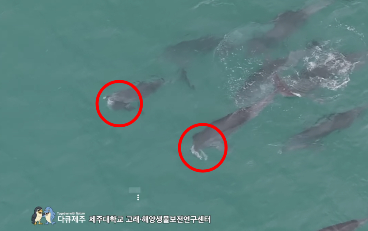제주 앞바다에서 죽은 새끼 남방큰돌고래 두 마리를 어미로 추정되는 성체 돌고래들이 주둥이와 몸 위에 얹은 채 수면 위로 끌어올리는 모습이 포착됐다./사진=다큐제주 오승목 감독 SNS 화면 갈무리
