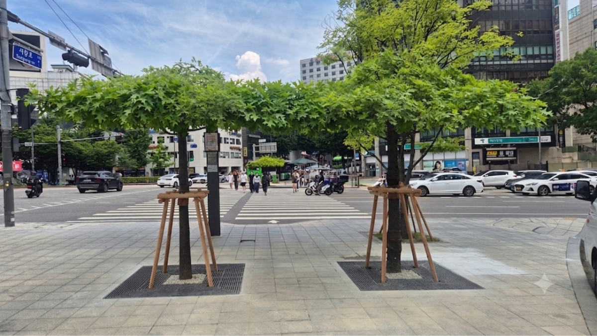 신촌로터리 교통섬에 식재한 '다시 그늘목 1호' /사진제공=마포구