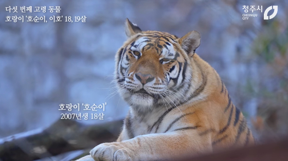 청주동물원의 마지막 호랑이였던 ‘호순이’. /사진=청주시 유튜브