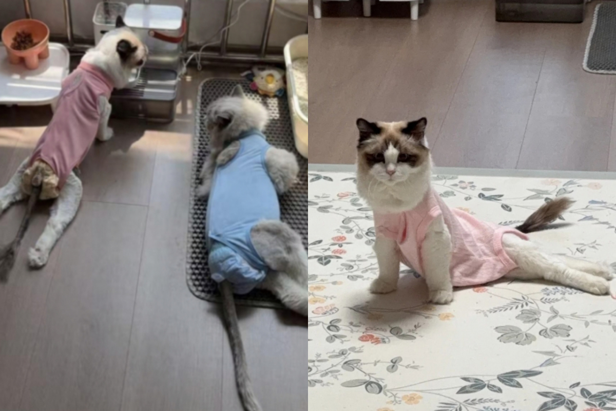 최근 중국에서 수천마리의 고양이가 다리 마비 증세를 보인 사건이 발생한 가운데 원인으로 특정 프리미엄 사료가 지목되면서 논란이 커지고 있다. 사진은 중국의 프리미엄 사료를 먹은 뒤 다리 마비 증상을 겪고 있는 고양이들의 모습. /사진=홍콩01 홈페이지 캡처