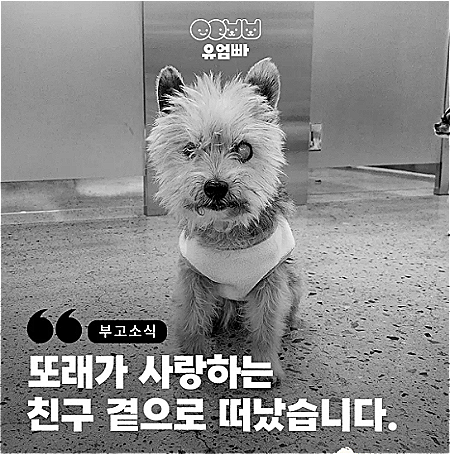 쓰레기집에서 방치돼 있다 노견이 돼서야 구조된 또래가 12일 무지개다리를 건넜다./사진=둥몰구조단체 유엄빠 인스타그램(@youumbba)