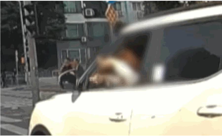 한 여성이 운전 중 도로에서 창 밖으로 머리를 내밀고 머리카락을 자르는 모습이 포착돼 논란이 일었다. /사진=사건반장 캡처