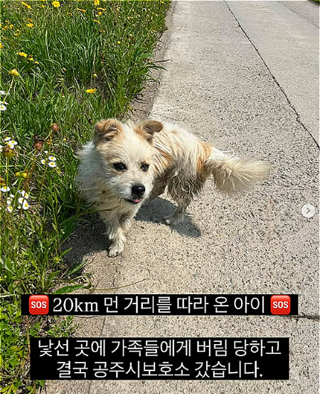 해가 쨍쨍한 여름날, 길에서 우연히 만난 이들에게 살려달란듯 졸졸 쫓아왔던 강아지 '공주'. 그의 주인은 낯선 곳에 강아지를 버리고 갔다./사진=유기견 입양홍보 계정 '럭키러버(@lucky.lover_s2)'