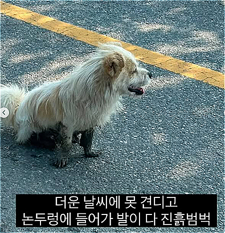 /사진=유기견 입양홍보 계정 '럭키러버(@lucky.lover_s2)'