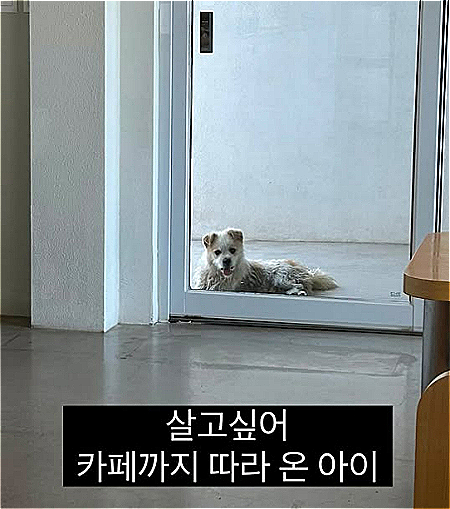 카페에 잠시 쉬러 들어갔을 때에도 문 앞에서 이리 바라보고 있었단다./사진=유기견 입양홍보 계정 '럭키러버(@lucky.lover_s2)'