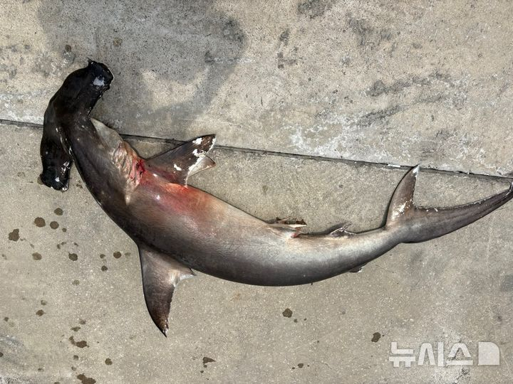 제주 서귀포 앞바다에서 공격성이 강한 것으로 알려진 귀상어가 발견됐다./사진=뉴시스( 김병엽 제주대학교 해양과학대학 교수 제공)