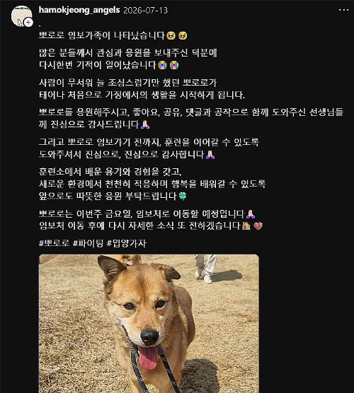 뽀로로의 임시보호가 결정된 뒤 많은 이들이 응원해주며 기뻐했다./사진=뽀로로 입양 홍보 스레드 계정(@thebrave_pororo)