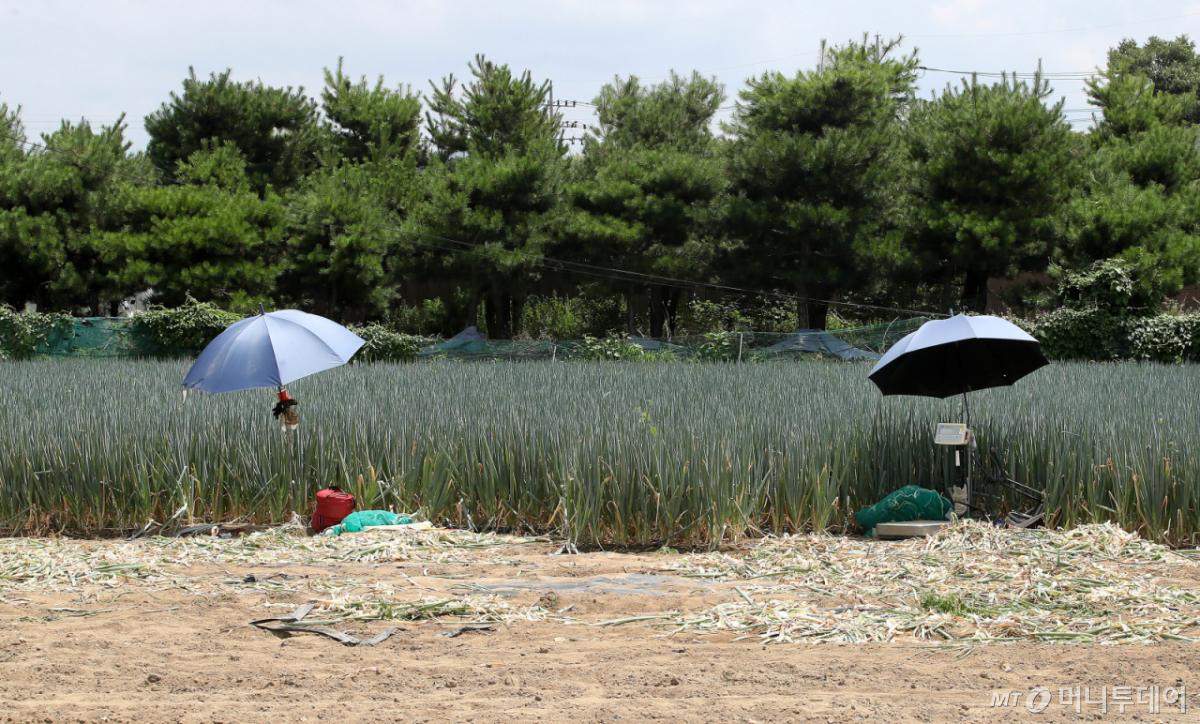 (경산=뉴스1) 공정식 기자 = 경북 경산과 포항에 사상 첫 '폭염중대경보'가 발령된 12일 오후 뙤약볕에 내리쬐는 경산시 한 파밭에 대파 수확이 중단돼 파라솔만 덩그러니 놓여 있다. 2026.7.12/뉴스1 Copyright © 뉴스1. All rights reserved. 무단 전재 및 재배포, AI학습 이용 금지. /사진=(경산=뉴스1) 공정식 기자
