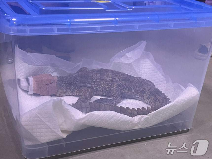 지난 18일 경기 여주시 한 하천에서 발견된 국제멸종위기종 1급 샴악어의 주인이 경찰에 검거됐다. /사진=뉴스1