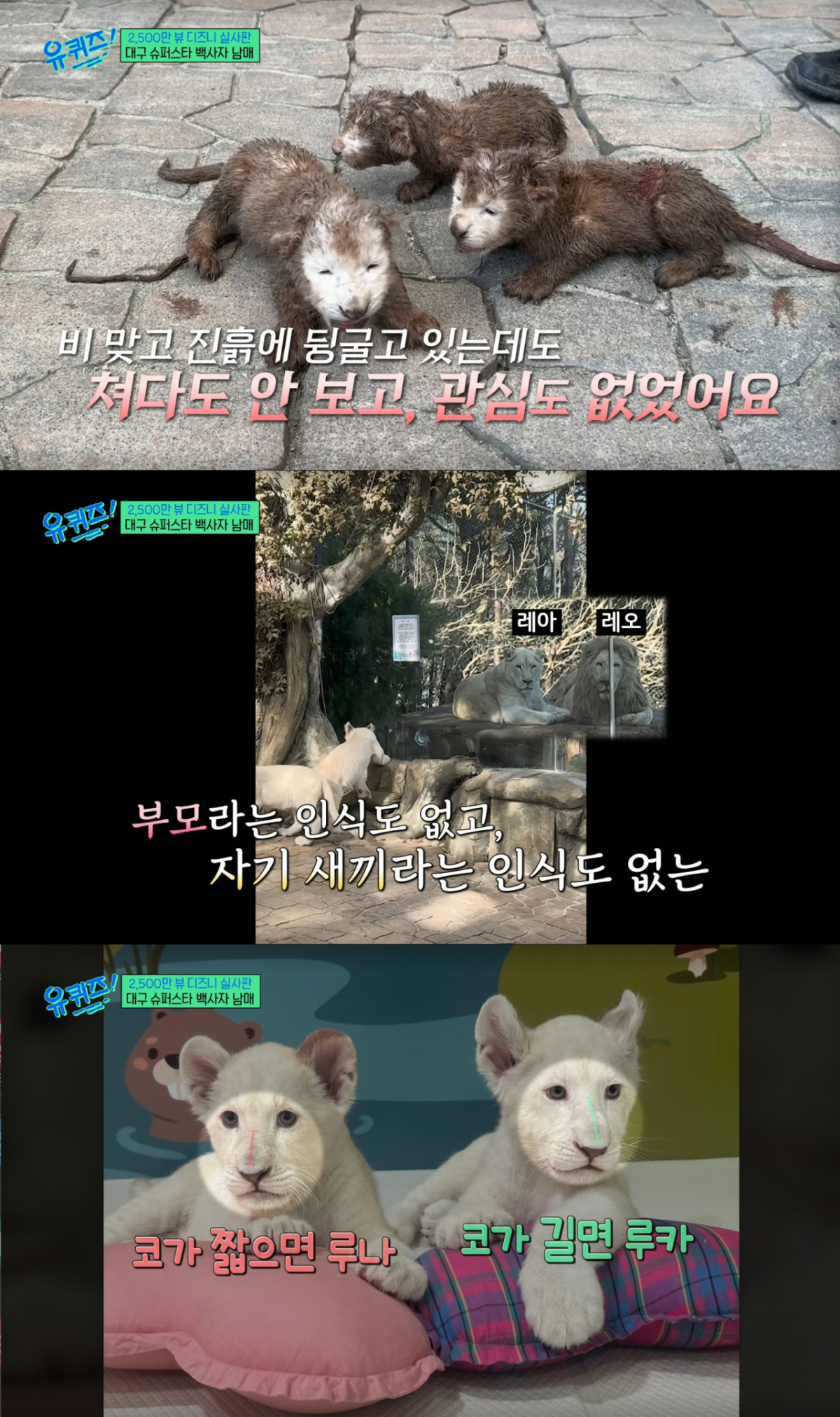 인공 포육으로 성장해 곧 독립을 앞둔 백사자 남매. /사진=tvN '유 퀴즈 온 더 블럭' 캡처