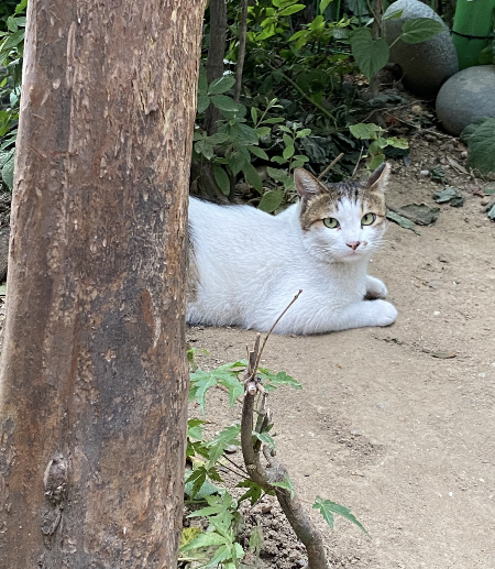 밥 먹을 시간이 되자 어느샌가 다가온 동네 고양이. 혐오가 아닌 이해, 공존, 존중으로. 그게 함께 살아가는 법이다./사진=남형도 기자