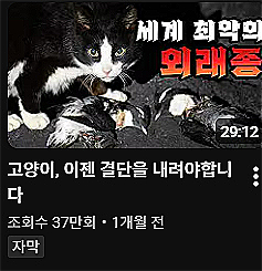 새덕후 김어진씨가 지난달 20일에 올린 영상. 고양이를 살처분 할 수밖에 없단 내용이 담겨 논란이 불거졌다./사진=새덕후 유튜브 채널