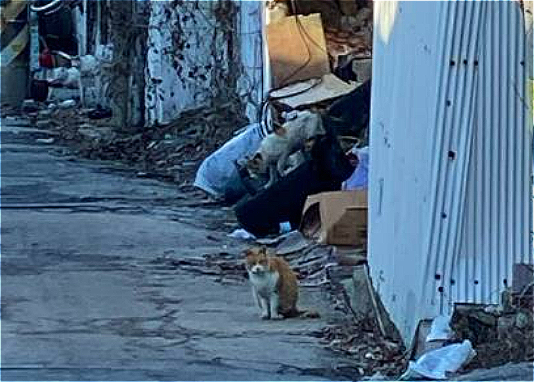 인간이 다 떠난 뒤 갈 곳을 잃어 재개발구역을 배회하는 길고양이./사진=남형도 기자