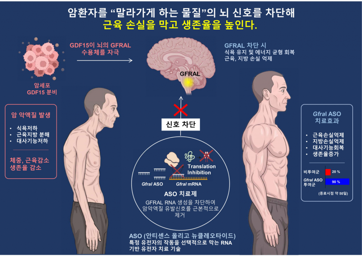 송민호 KAIST 의과학대학원 교수·김진국 KAIST 교수 공동연구팀이 교원창업기업 토르테라퓨틱스와 공동으로 단백질 'GFRAL'의 작동을 억제해 암 악액질을 치료할 수 있는 원리를 규명했다. /사진=KAIST(AI로 생성한 이미지)