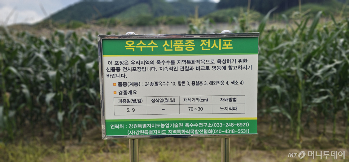강원특별자치도 홍천군 두촌면에 위치한 옥수수연구소 앞 신품종 전시포 안내판 /사진=정혁수