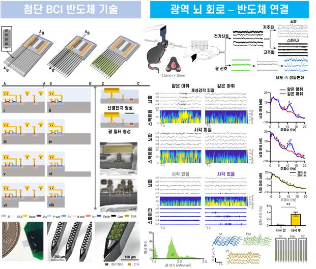 반도체 제작 기술의 흐름과 소자 이미지 (왼쪽), 넓은 감각 관련 대뇌피질에 신경탐침을 삽입해 검증한 결과 (오른쪽) /사진=KIST