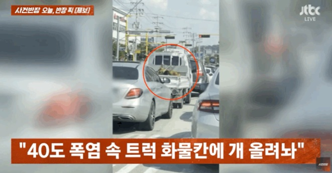 최고 기온 40도에 육박하는 극한 폭염 속 트럭 화물칸에 강아지들을 위태롭게 태운 채 주행하는 차량의 모습이 잇따라 포착돼 논란이다. /사진=JTBC '사건반장' 캡처