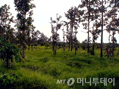 지앤이 캄보디아 옥수수농장 /사진=김동하