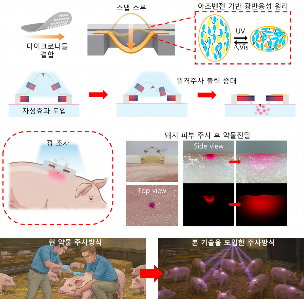 스냅스루 액정엘라스토머-마이크로니들 장치 구동 원리 및 스마트 축산 활용 예시./사진제공=부경대