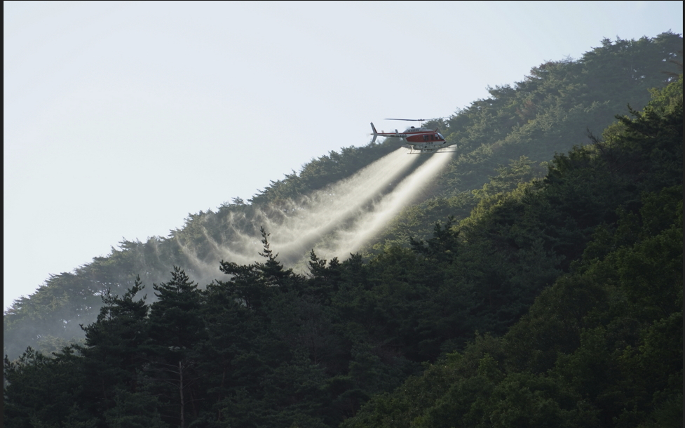 산림청이 13일 경북 포항시 북구 소나무재선충병 방제사업지에서 헬기를 동원해 유인 항공방제를 실시하고 있다./사진제공=산림청