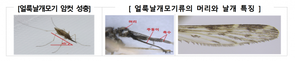 말라리아 매개 모기(얼룩날개모기) 특징. /사진제공=질병관리청
