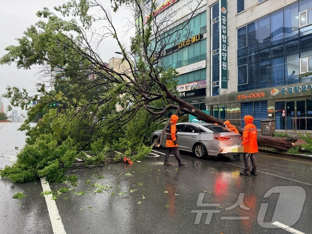 17일 오전 울산 남구 신정동 한 도로에 나무가 쓰러져 소방 당국이 조치하고 있다. /사진=뉴스1