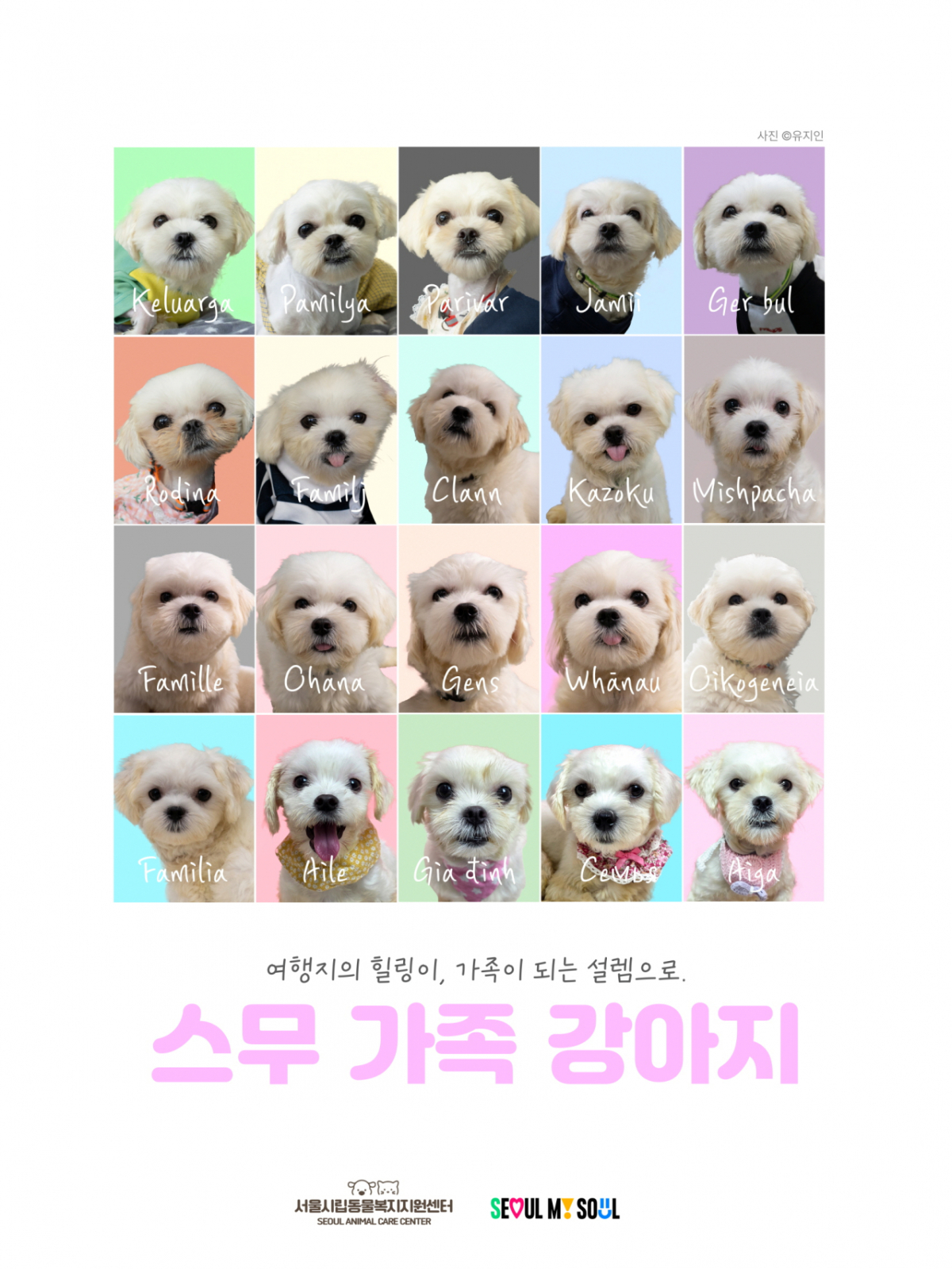 서울시는 개 33마리를 구조해 이 중 20마리를 오는 20일부터 공개 입양한다고 밝혔다./사진제공=서울시