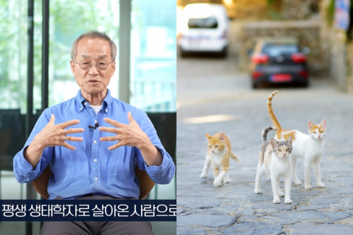 생태학자 최재천 이화여대 석좌교수가 최근 불거진 길고양이 급식 제한, 이른바 '캣맘 금지법' 논란에 대해 신중한 접근이 필요하다는 입장을 밝혔다. 사진은 생태학자 최재천 이화여대 석좌교수, 고양이 참고 이미지. 사진=유튜브 채널 '최재천의 아마존' 캡처, 게티이미지뱅크